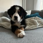 Bailey Burnett ✨ - @bailey_thebayridgebernie - Instagram