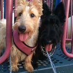 Bailey & Bentley Burris - @lifewithbaileyandbentley - Instagram