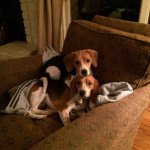 Bailey and Sandy Burris - @pv_beagles - Instagram