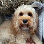 Bailey Burton - @bailey_the_cavapoopup - Instagram