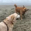 Bailey Burton - @redheadwithreddog - TikTok
