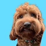 🦴ʙᴀɪʟᴇʏ ʙᴜᴛᴛᴏɴ ᴇʏᴇꜱ - @bailey_buttoneyes_cockerpoo - Instagram