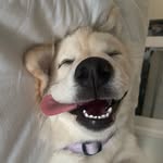 Bailey - @bailey.button_ - Instagram