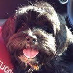 🐶Bailey🐾 - @bailey_button - Instagram