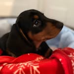 Bailey - @bailey_button_21 - Instagram