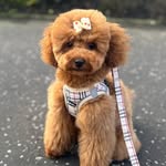 Bailey - @bailey_buttons_diarys - Instagram