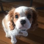 🐾Bailey Button🐾 - @baileybutton2018 - Instagram