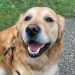 Bailey Button - @baileybuttontheretriever - Instagram