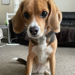 Bailey Button - @bailey_buttoncuteas - Instagram