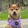 Bailey Button - @baileybuttonshiba - TikTok