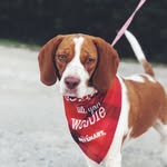 Bailey Button🌻 - @baileybuttonthebeagle - Instagram
