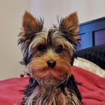 Bailey Button Fonseca - @baileydapupster - Instagram