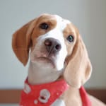 Bailey Button the Lemon Beagle - @baileybutton.thebeagle - Instagram