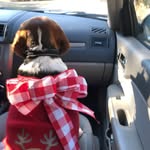 Bailey Button’s Beabulls - @bailey_buttons_beabulls - Instagram