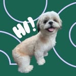 Bailey/Beibei 🐶 - @__baileybutton - Instagram