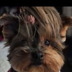 @baileybuttons_crew - Instagram
