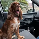 Bailey - @bailey_butt_spaniel - Instagram
