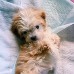 bailey butts - @barks_with_bailey - Instagram