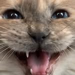 Bailey Butts 🇬🇧 - @bailey_ragdoll_ - Instagram