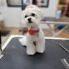 baileywigglebutts - @baileywigglebutts - TikTok