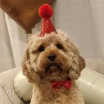 Butters Bailey 🐶🐾 - @butts_bailey - Instagram