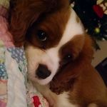 Bailey Byers - @bailey.blenheim.byers - Instagram