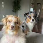 Ｂａｉｌｅｙ + Ｃａｌｌｉｅ - @bailey.and.callie - Instagram
