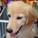 Calico the Golden Retriever - @baileycallie - Instagram