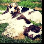 ❤️Bailey & Carey❤️ - @bailey.carey_thecockerspaniels - Instagram