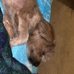 Bailey Neil Chamberlain - @dah_boss_is_bailey - Instagram