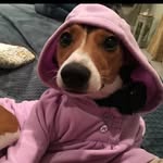 Bailey101🐕 - @bailey_coons_ - Instagram