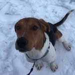 Bailey - @bailey_coonhound - Instagram