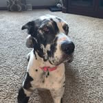 Bailey Coon - @baileythedane81 - Instagram