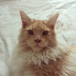 BaileyCoon - @baileymaine2016 - Instagram