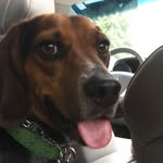 bay-bay💚🐾 - @bailey.coonbeagle - Instagram