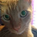 Oliver & Bailey & Coon - @oliver_meowww - Instagram