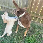 Bailey and Rosie Cotton - @baileythechocolatemilk - Instagram