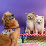 Bailey, Cotton, and Oreo - @thelovedsquad - Instagram