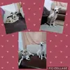 Cotton and bailey🐾 - @cottonbailey5 - TikTok
