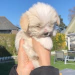 Cotton Ball Bailey ☁️ - @cottonballbailey - Instagram