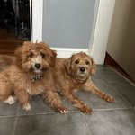 Lexie and Bailey Cotton - @lexiethedoodle2022 - Instagram