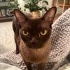 Bailey Davies - @baileytheburmese - TikTok
