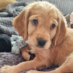 Bailey Davies - Facebook