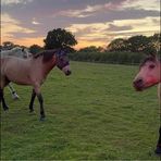Bailey Davies - Facebook