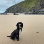 Bailey Dunn 🐾 - @bailey__the__sprocker - Instagram