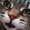 Bailey Dyer - @bailey.dyer8 - TikTok