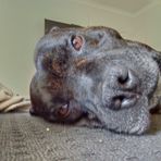Bailey Dyson - Facebook