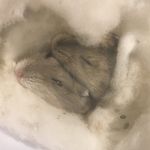 Cosmo, Theo, Bailey and Dyson - @nail_clippers88 - Instagram