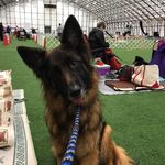 Amy Bailey-Eckert - @muttlover25_ - Instagram