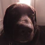 Bailey Harambe Dobrik Ernst - @dog.bailey.dog - Instagram
